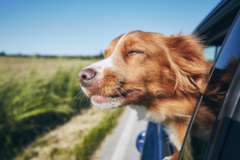 Do Pets Need Passports?