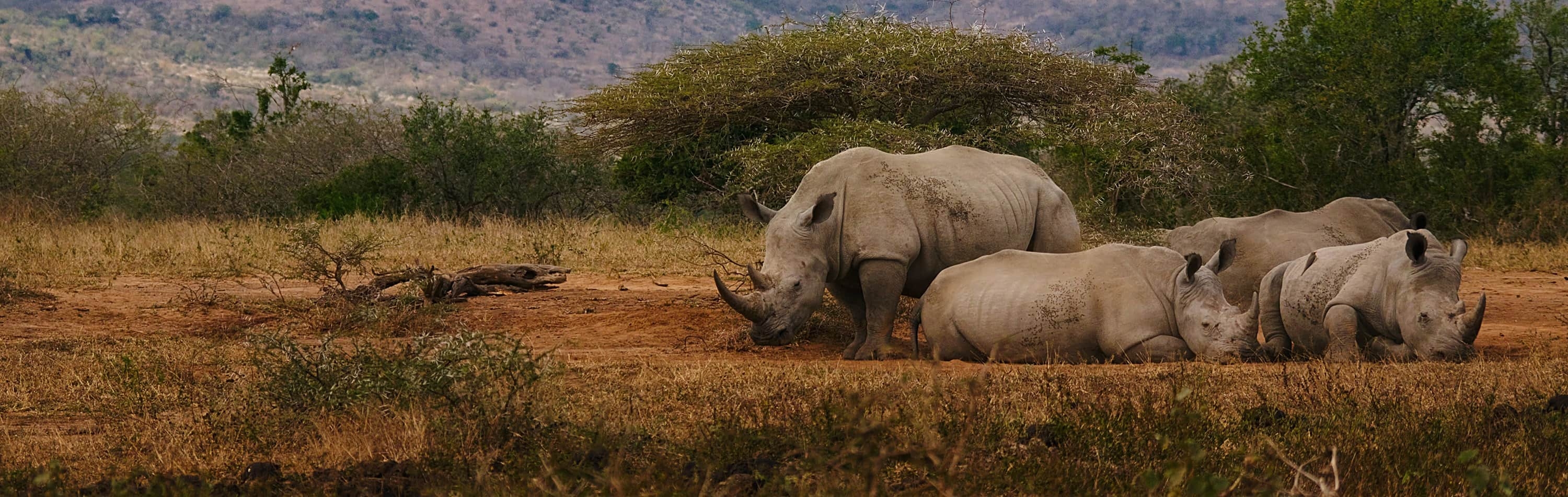 Afrique de l'Est image